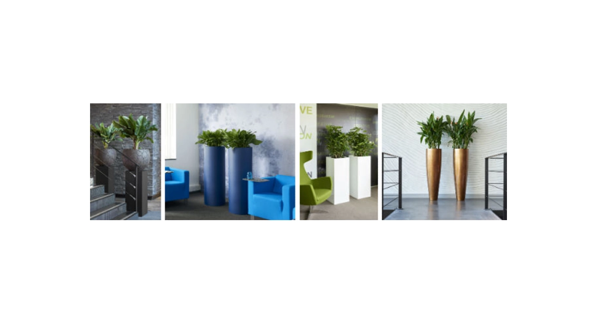 Plantes d'intérieur